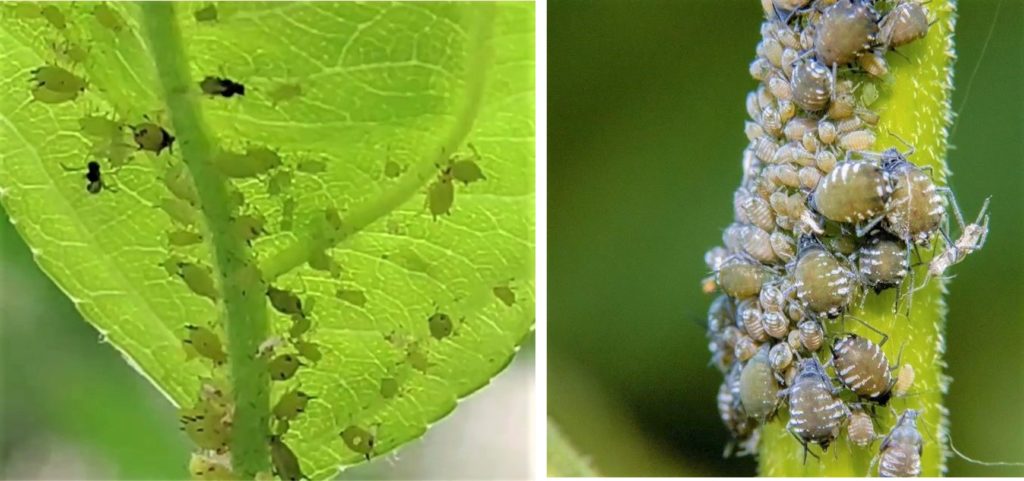 植物につく害虫 葉っぱに群がるアブラムシ