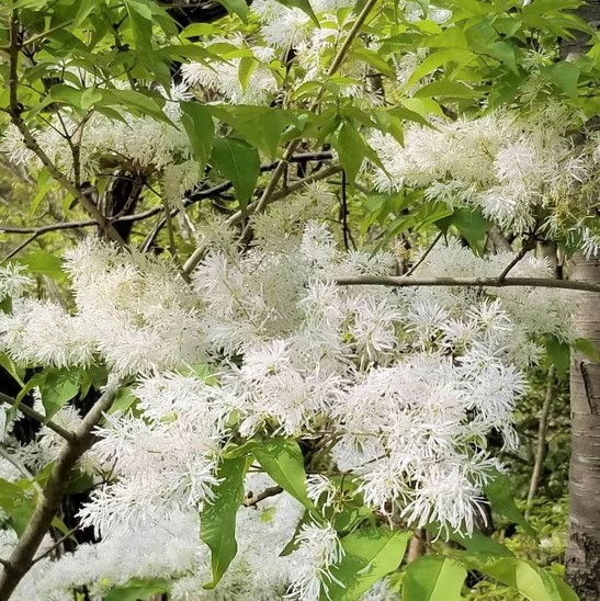 アオダモの木庭木 アオダモ 雑木 シンボルツリー 紅葉 植木 庭木 約60-80cm 庭づくり