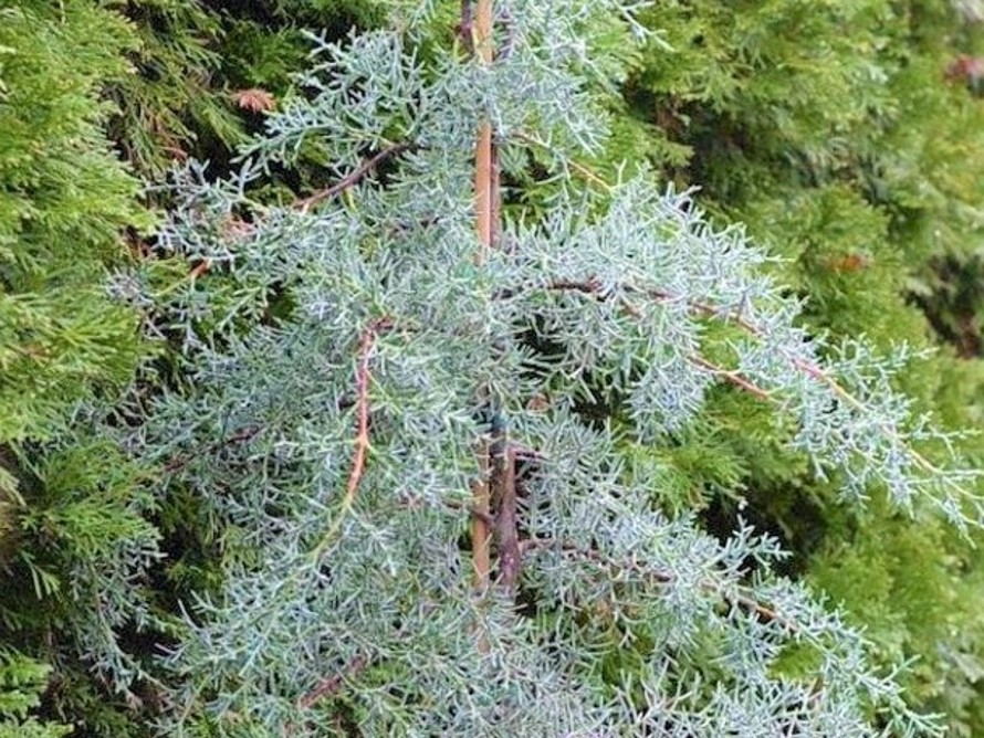 ブルーアイス（コニファー）