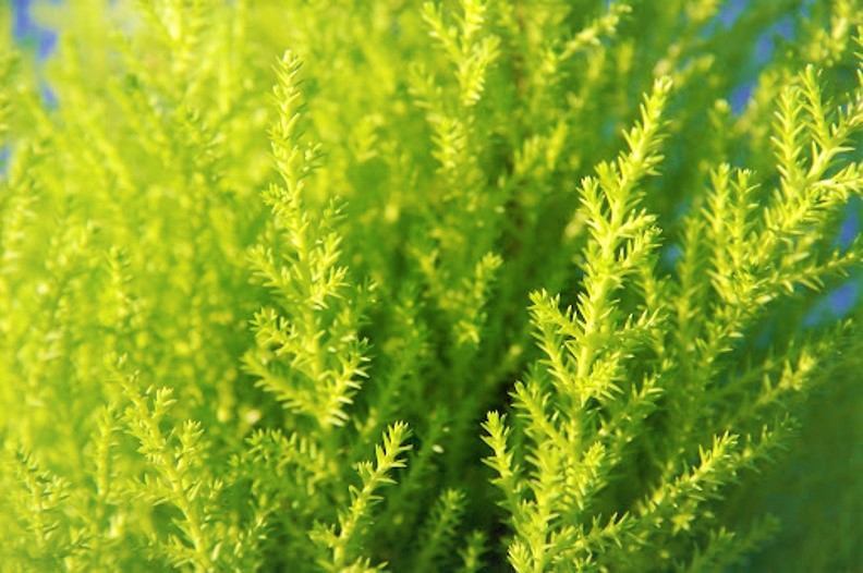 ゴールドクレスト（コニファー）