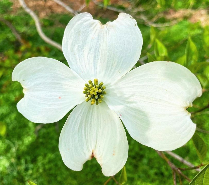 ハナミズキの花