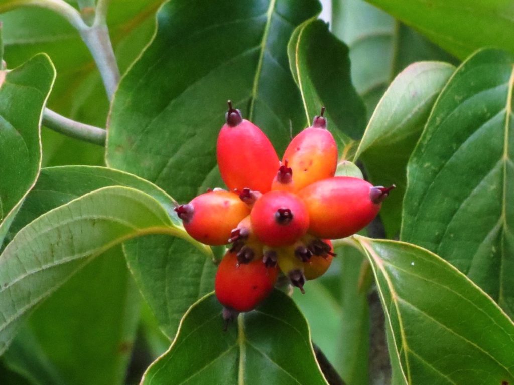 ハナミズキの実