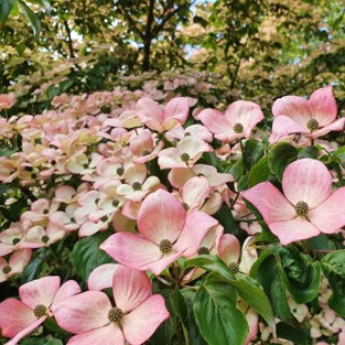 ベニバナヤマボウシの木