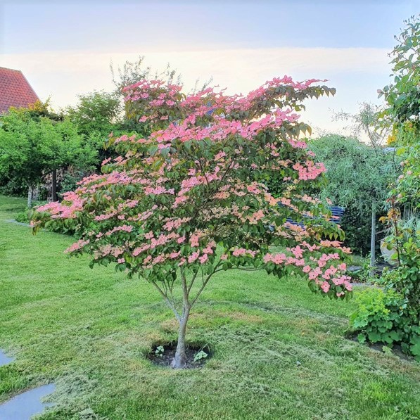 ベニバナヤマボウシの木