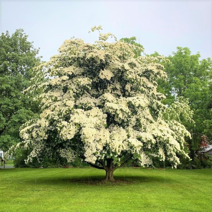 ヤマボウシの木