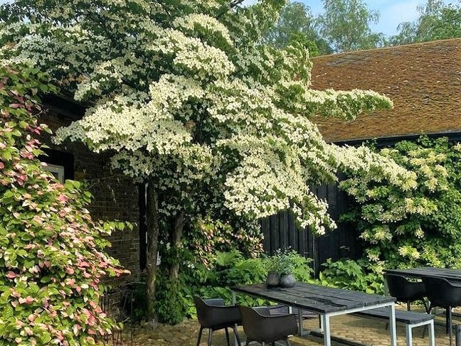 ヤマボウシの木