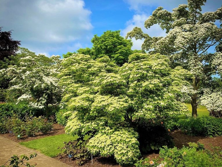 ヤマボウシの木