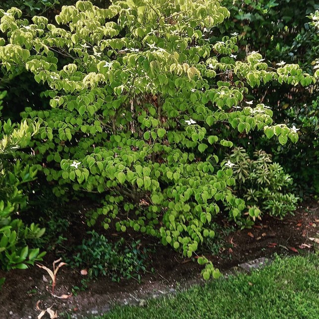 ヤマボウシの木