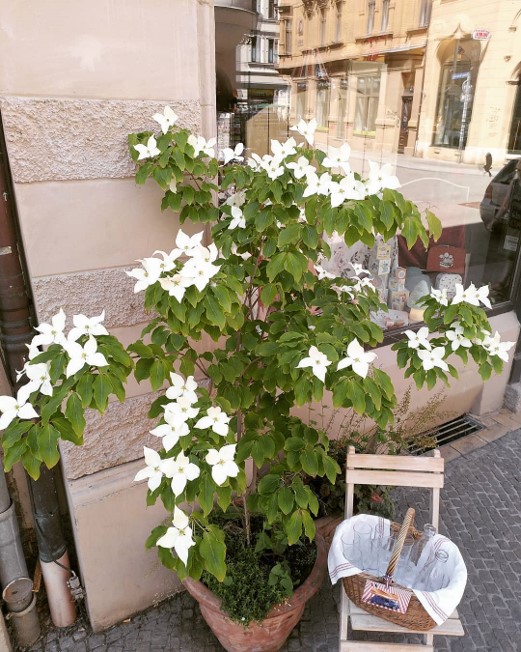 ヤマボウシの木