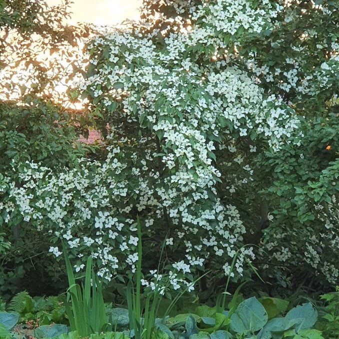 ヤマボウシの花