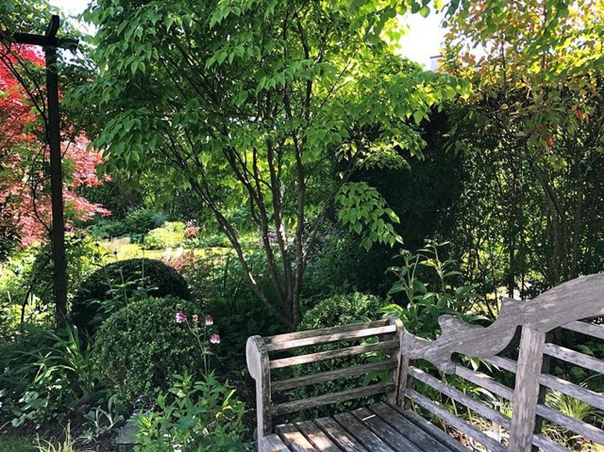 ヤマボウシの木