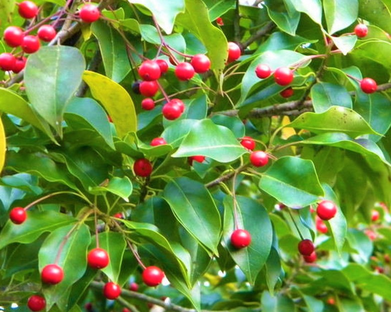 庭木としてのソヨゴの赤い実